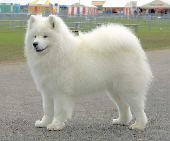Huge Dog Breeds With Long Hair