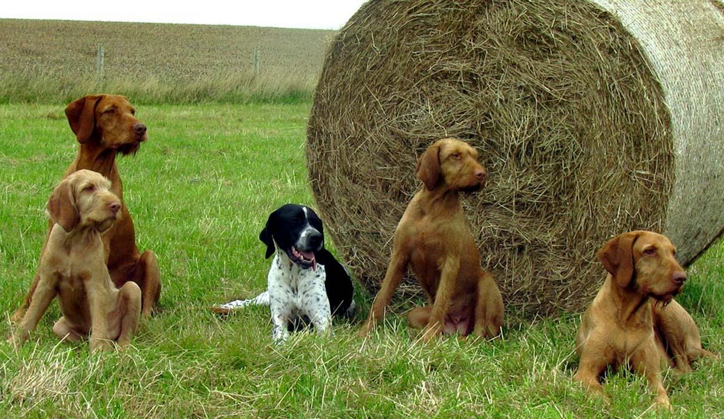 Hunting Dog Breeds Puppies