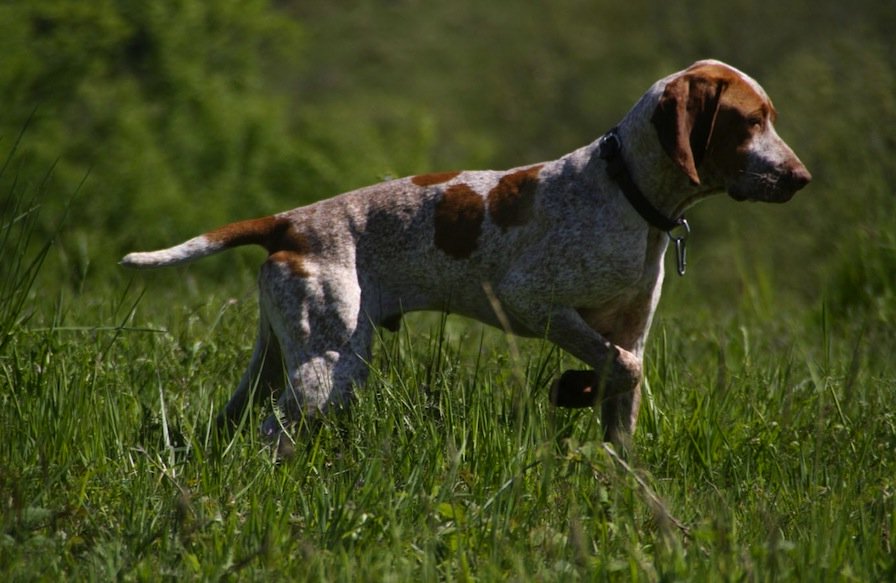 Hunting Dog Breeds With Pictures