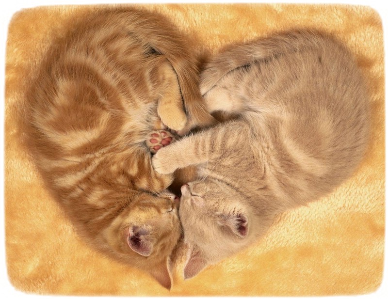 Images Of Cats In Love