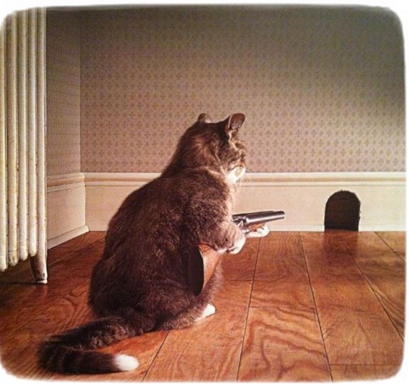 Images Of Cats With Guns