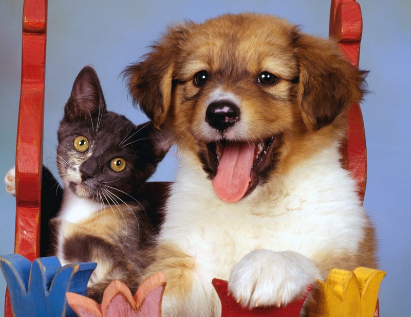 Images Of Dogs And Cats
