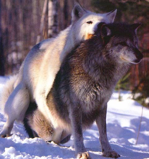 Images Of Dogs Mating