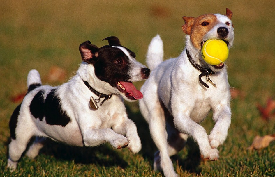 Images Of Dogs Playing