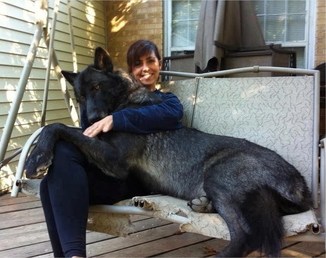Irish Wolfhound Extra Large Dog Breeds