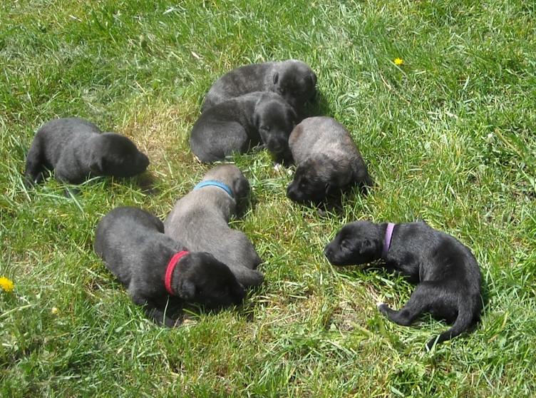 Irish Wolfhound Puppies For Adoption