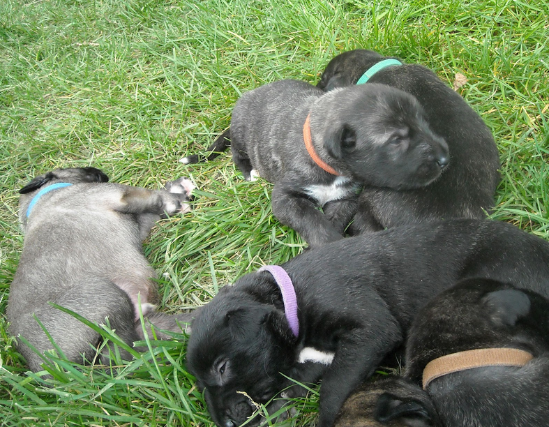 Irish Wolfhound Puppies Ohio