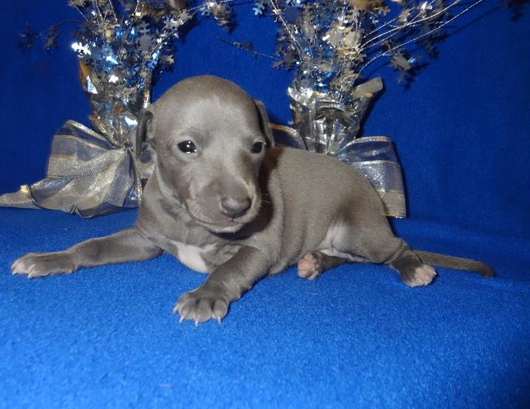 Italian Greyhound Puppies Blue