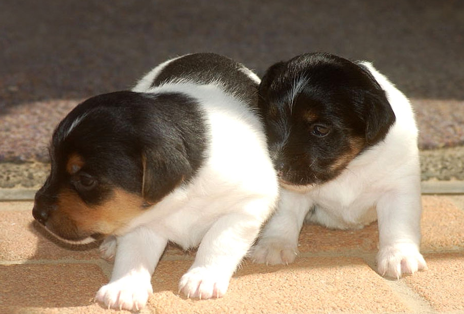 Jack Russell Terrier Puppies Houston