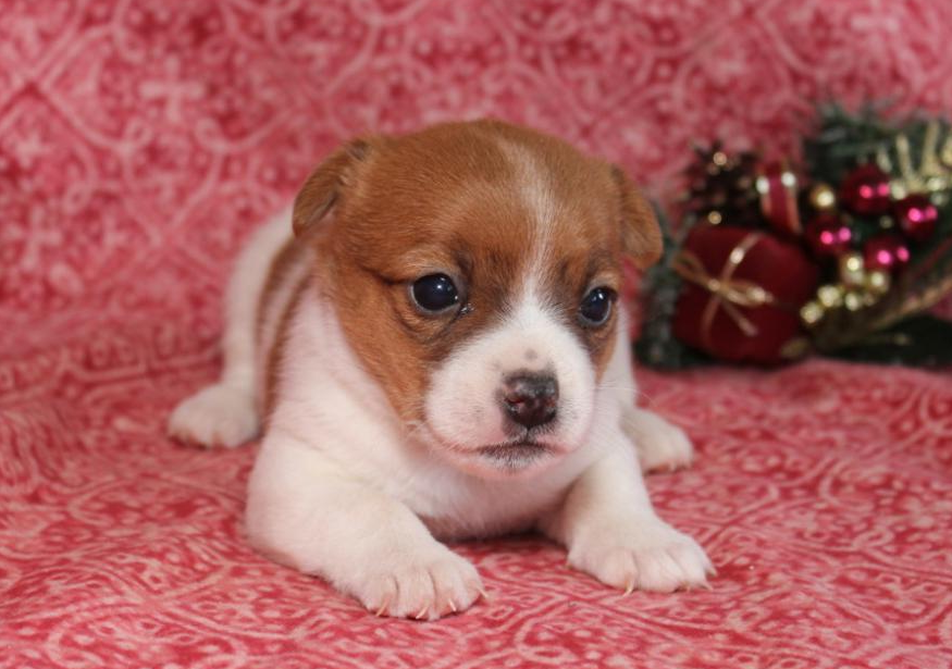 Jack Russell Terrier Puppies Indiana