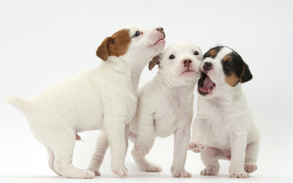 Jack Russell Terrier Puppies Pictures