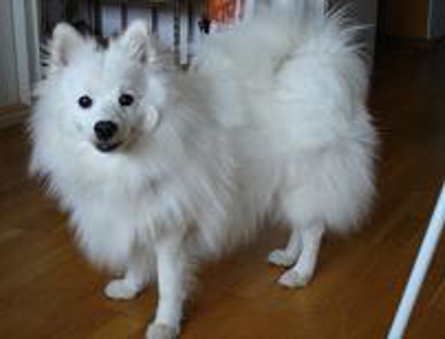 Japanese Dog Breeds Pictures
