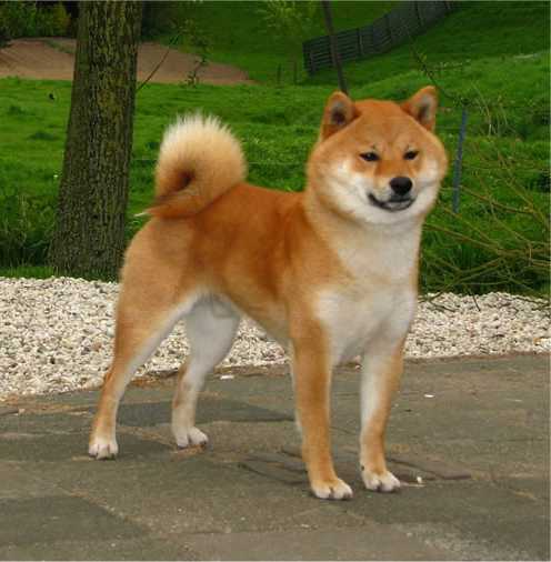 Japanese Dog Breeds Shiba Inu