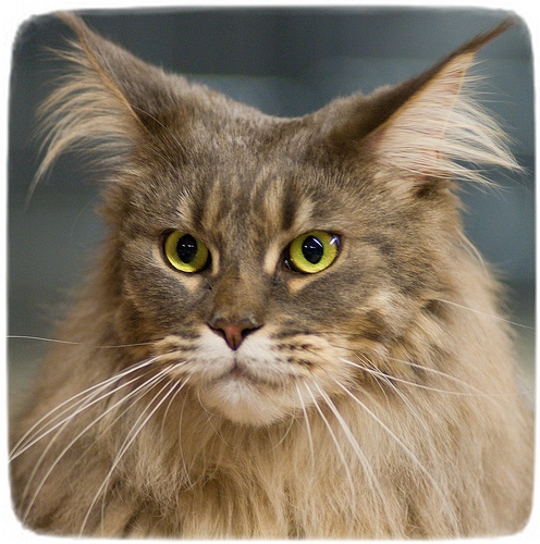Large Cat Breeds Maine Coon