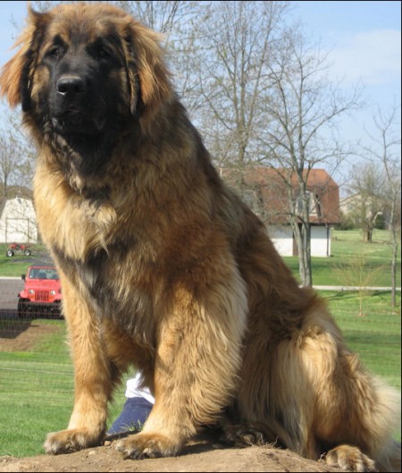 Large Dog Breeds Leonberger