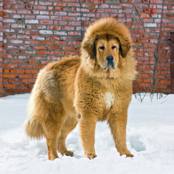 Large Dog Breeds List With Pictures