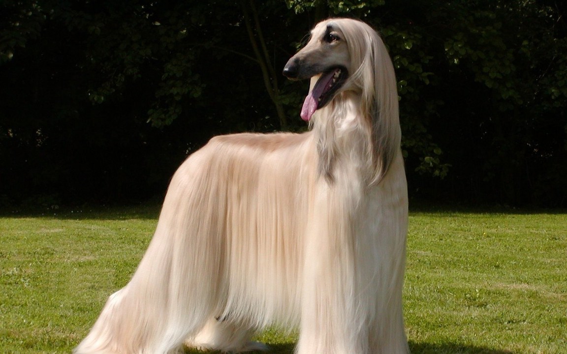 Large Dog Breeds Long Hair