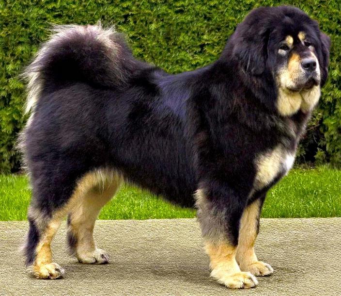 Large Dog Breeds Wolfhound