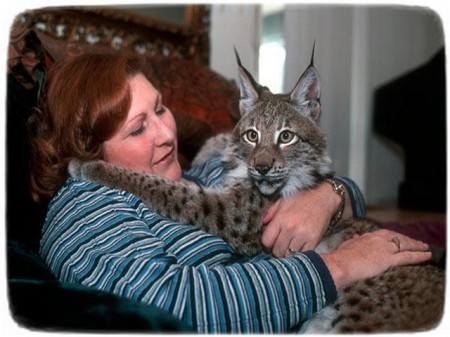 Large Domestic Cat Breeds As Pets