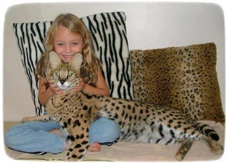 Large Domestic Cat Breeds Savannah