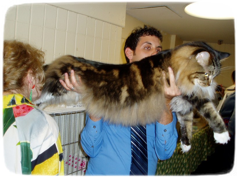 Large Domestic Cat Breeds Uk