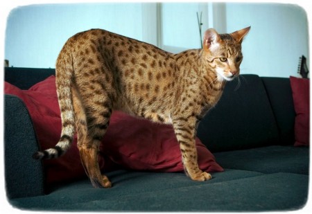 Large Exotic Cat Breeds