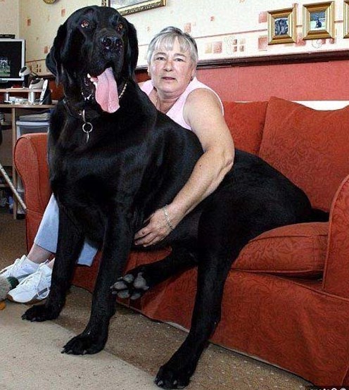 Largest Breed Of Dog In The World 2013