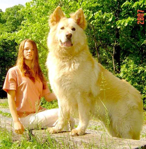 Largest Dog Breed In The World