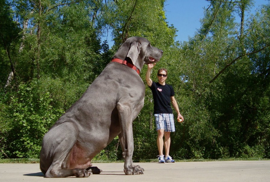 Largest Dog Breed Known To Man