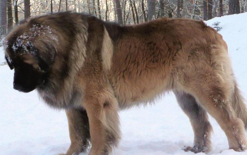 Largest Dog Breed On Earth