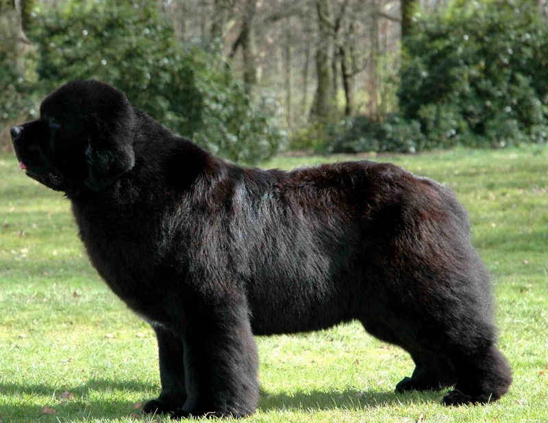 Largest Dog Breed Russian