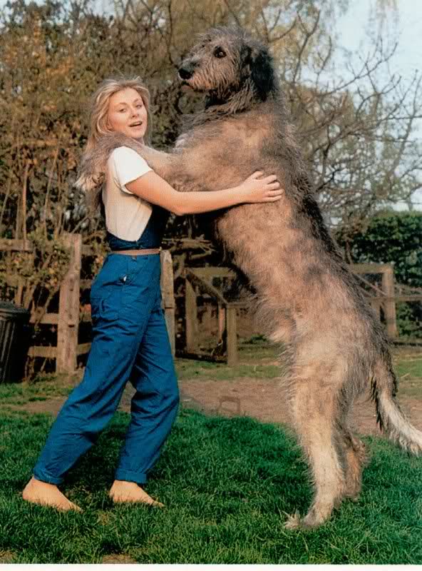 Largest Dog Breed Weight
