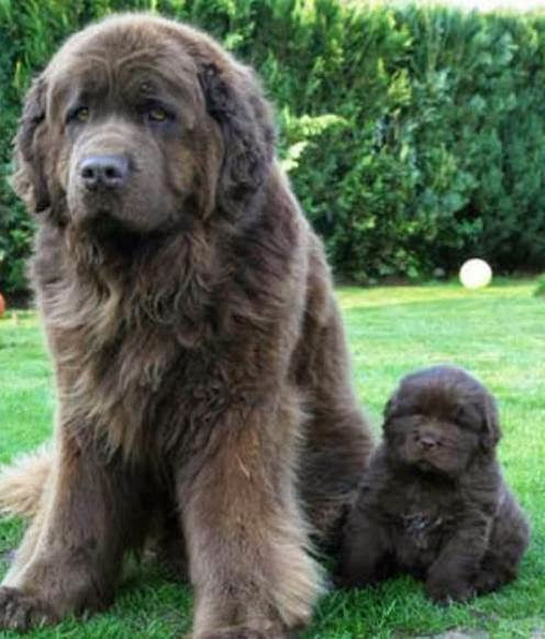 Largest Dog Breeds Ever