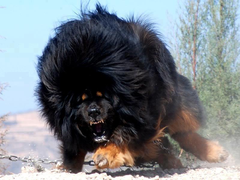 Largest Dog Breeds In The World