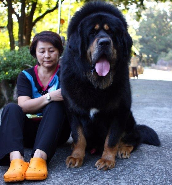 Largest Dog Breeds List