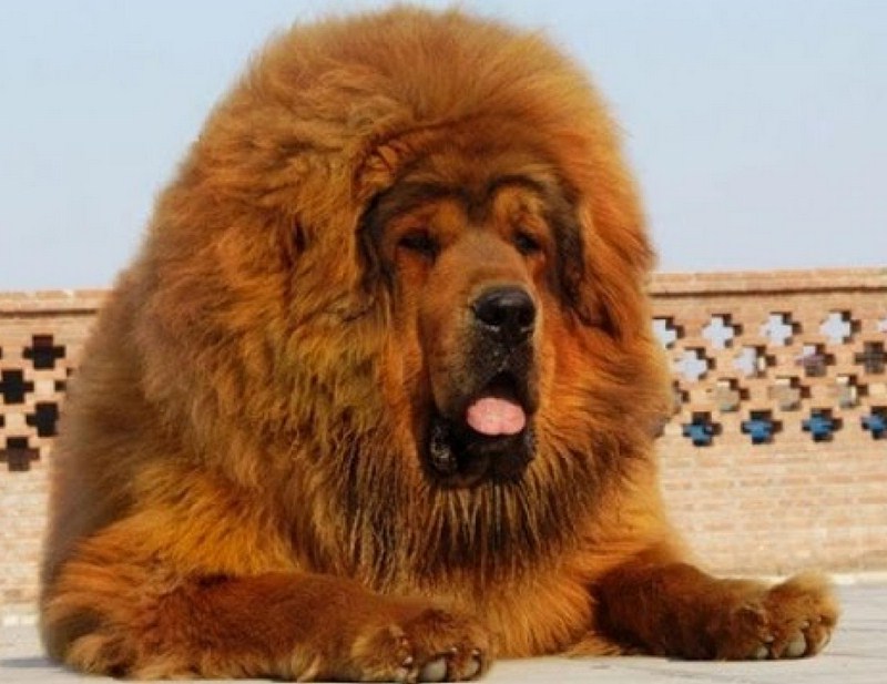 Largest Dog Breeds With Pictures