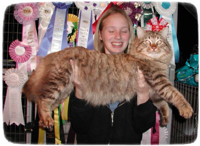 Largest Domestic Cat Breed In The World