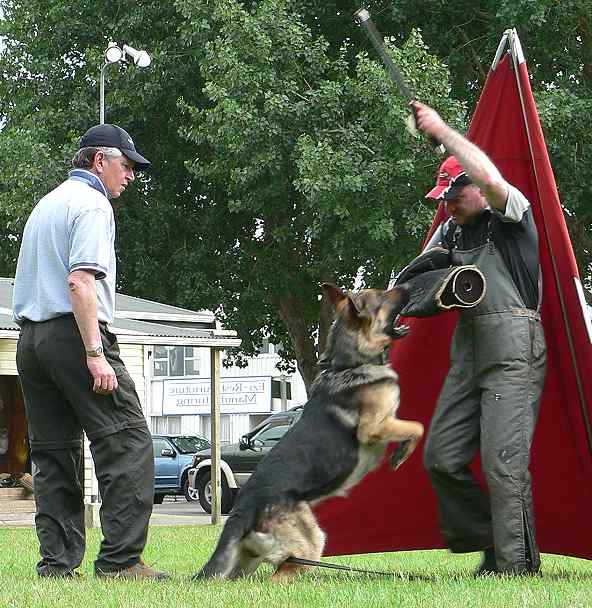 Leather Dog Collars For German Shepherds