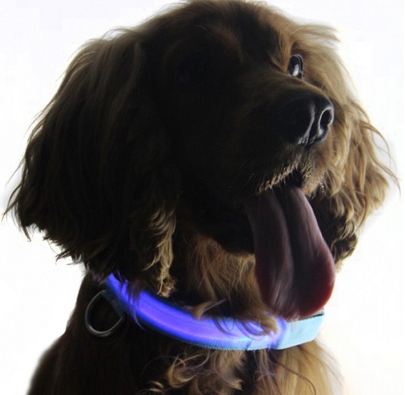 Lighted Dog Collars Canada
