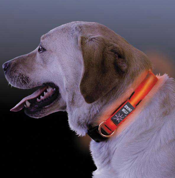 Lighted Dog Collars For Small Dogs
