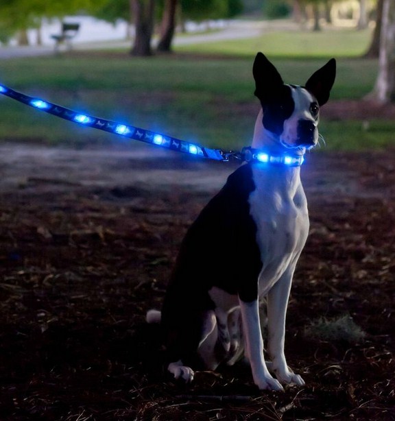 Lighted Dog Collars Petsmart