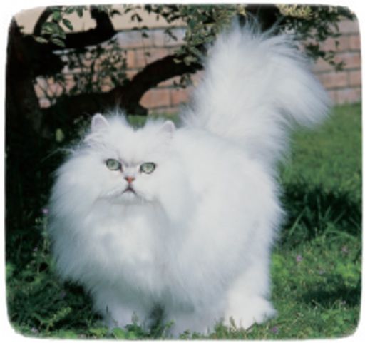 List Of Cat Breeds With Pictures