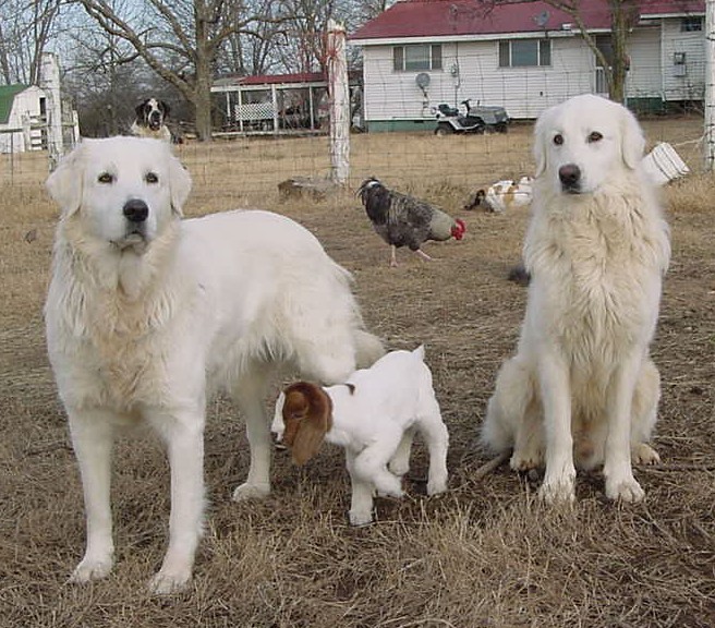 Livestock Guard Dog Breeds
