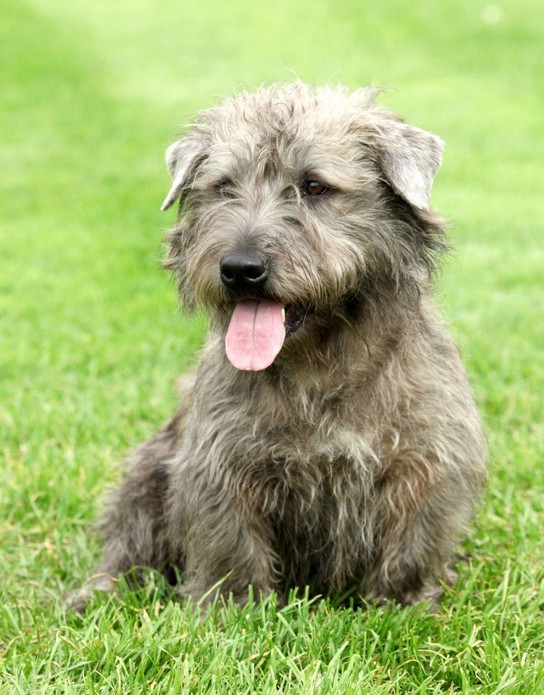 Medium Dog Breeds With Pictures