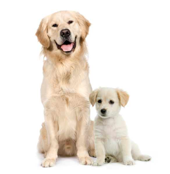Medium Sized Dog Breeds Good With Kids