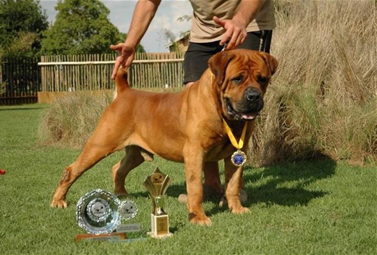 Most Expensive Dog Breeds In South Africa