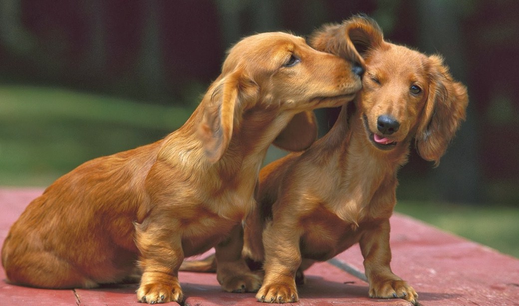 Most Popular Dog Breeds In Usa