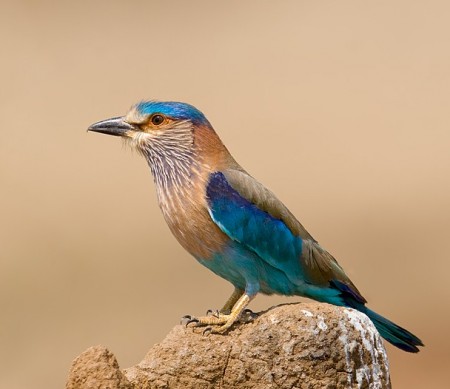 Names Of Birds In Sanskrit With Pictures