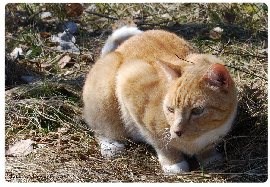 Orange Tabby Cat Pictures