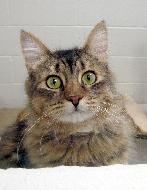 Orange Tabby Cat With Green Eyes